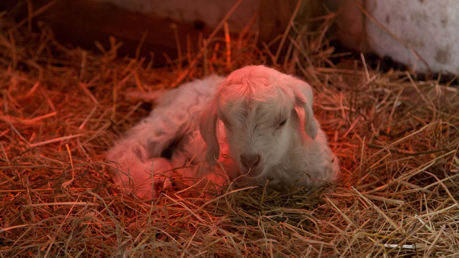 Young Angora