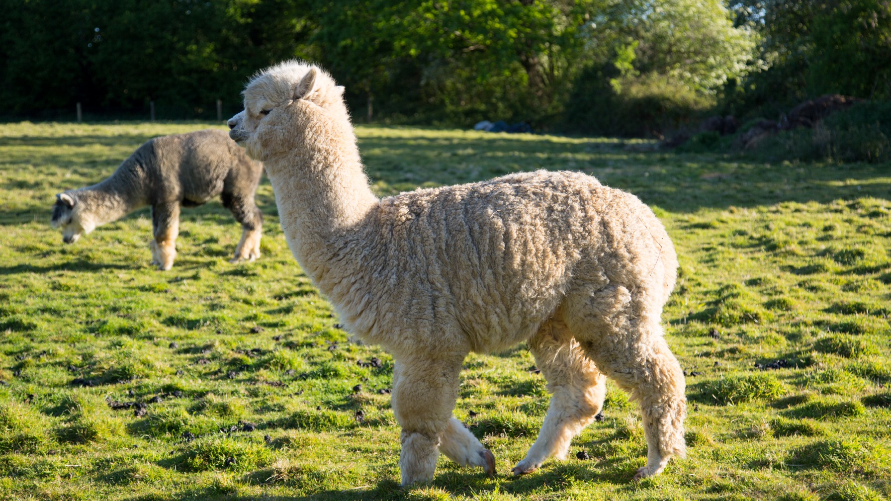 Young alpaca