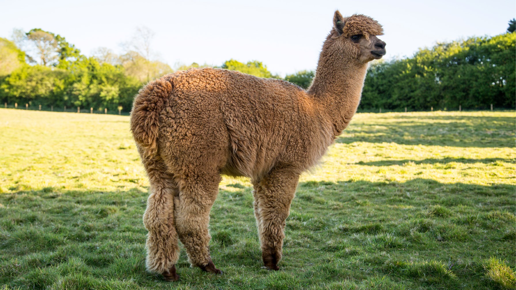 Alpaca for sale