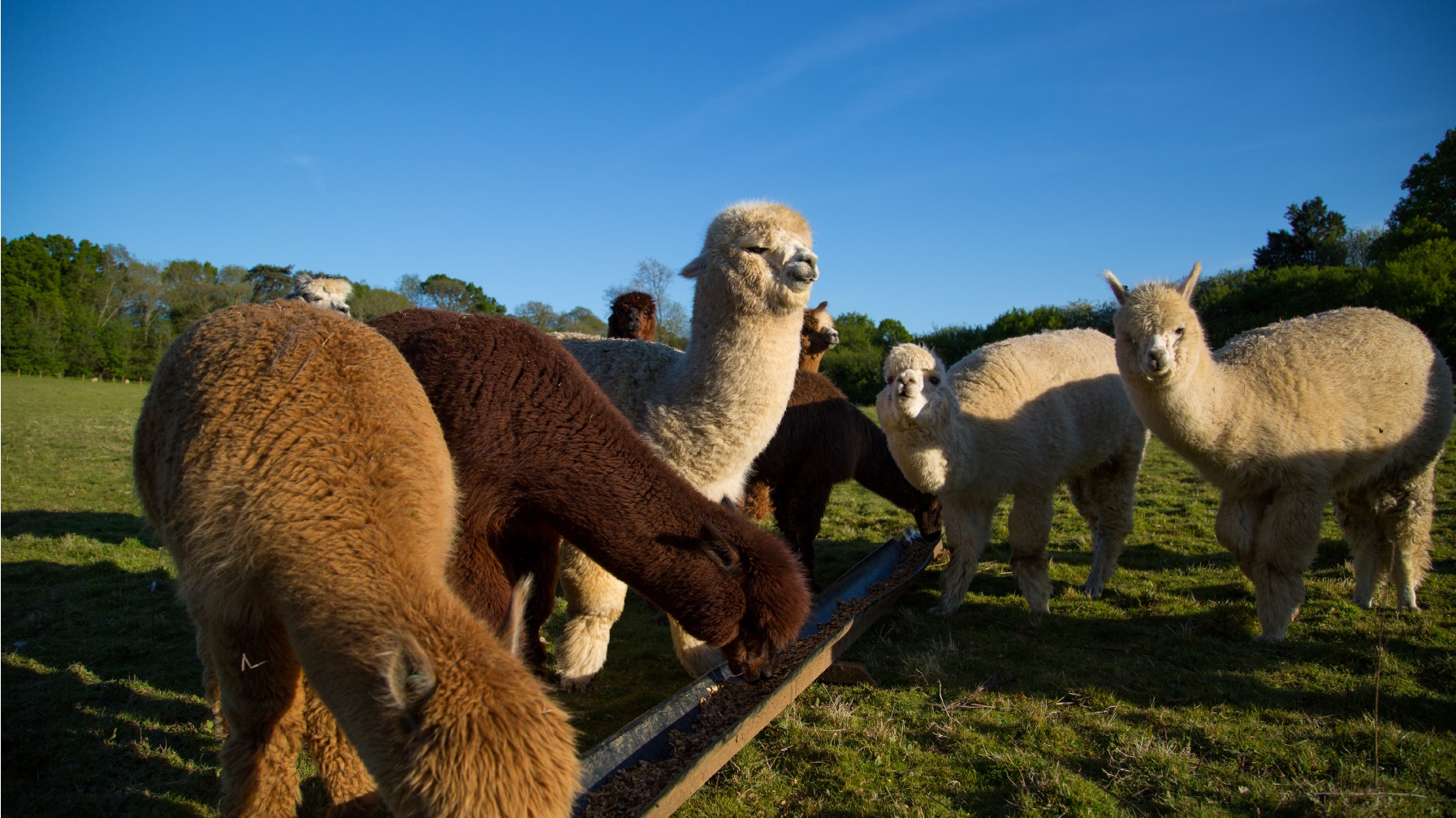 Alpaca feeding time