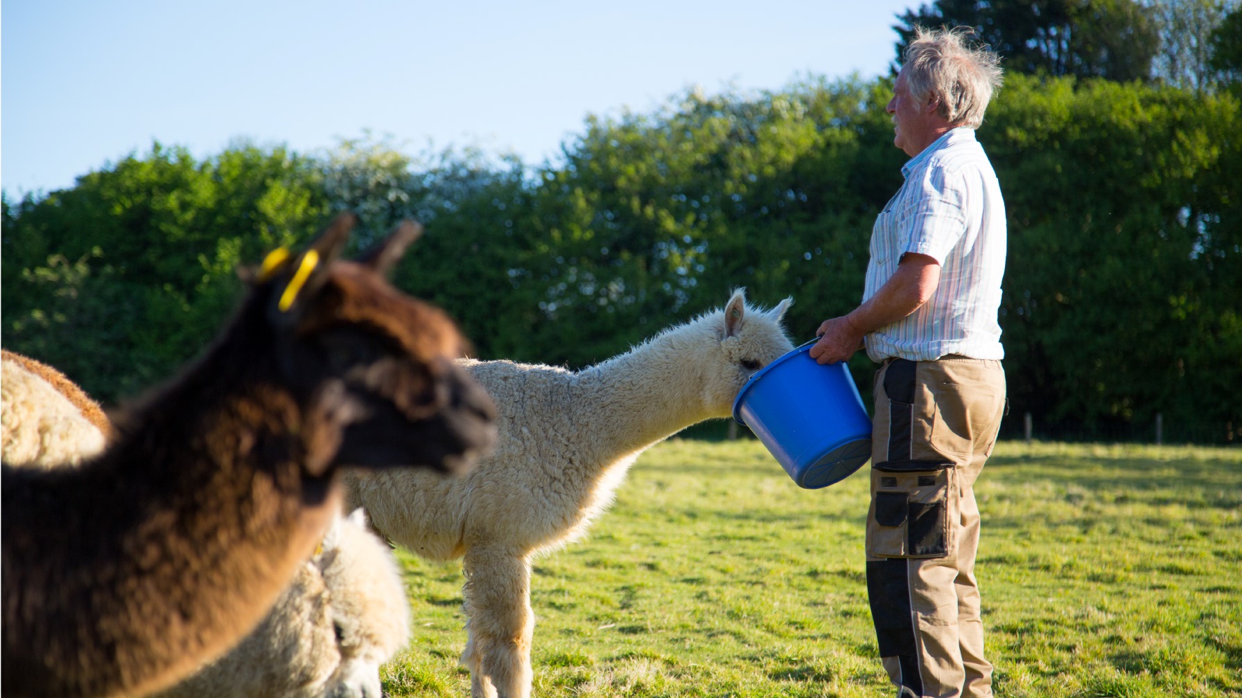 Feeding the alpaca