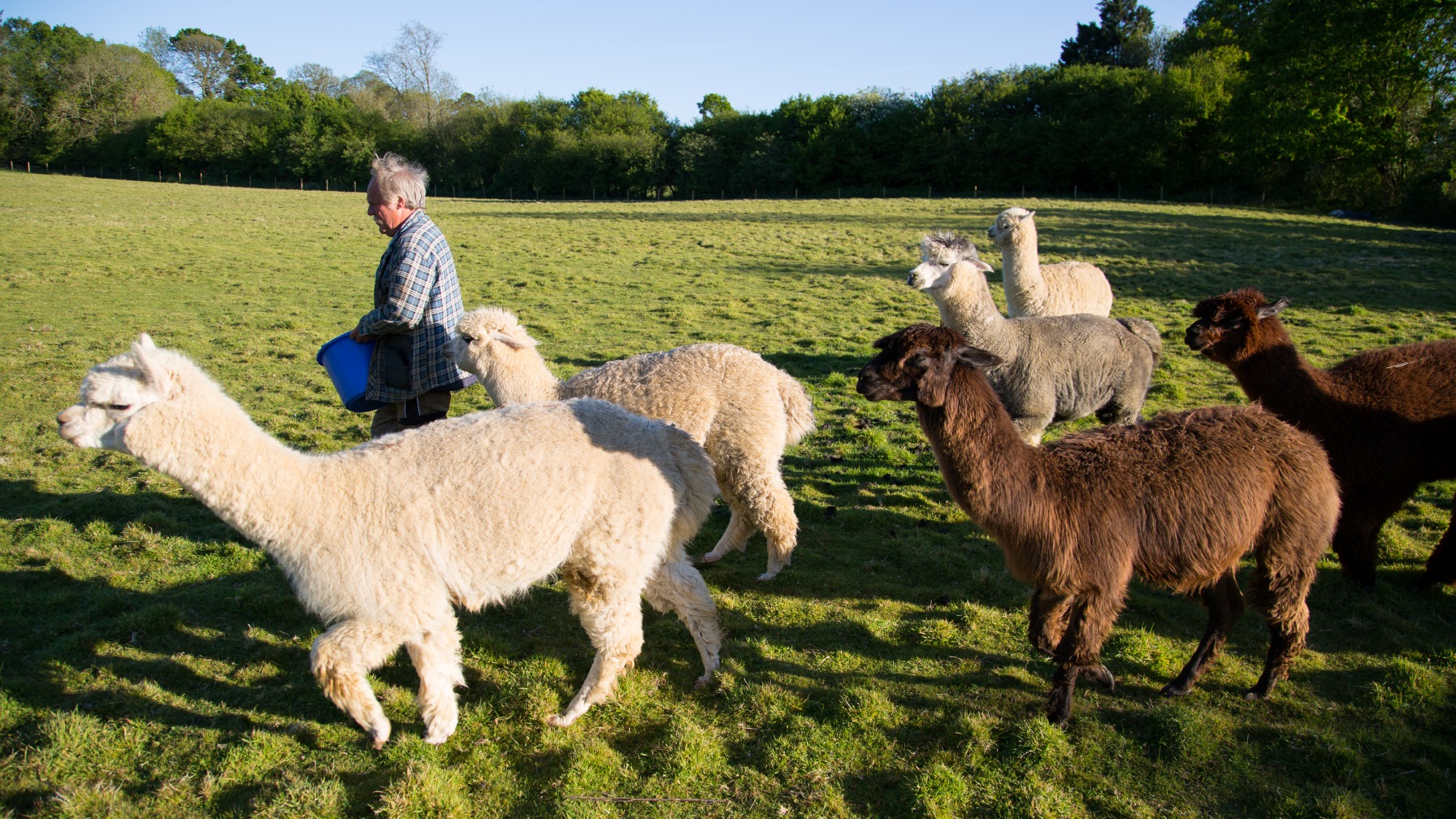 Alpaca