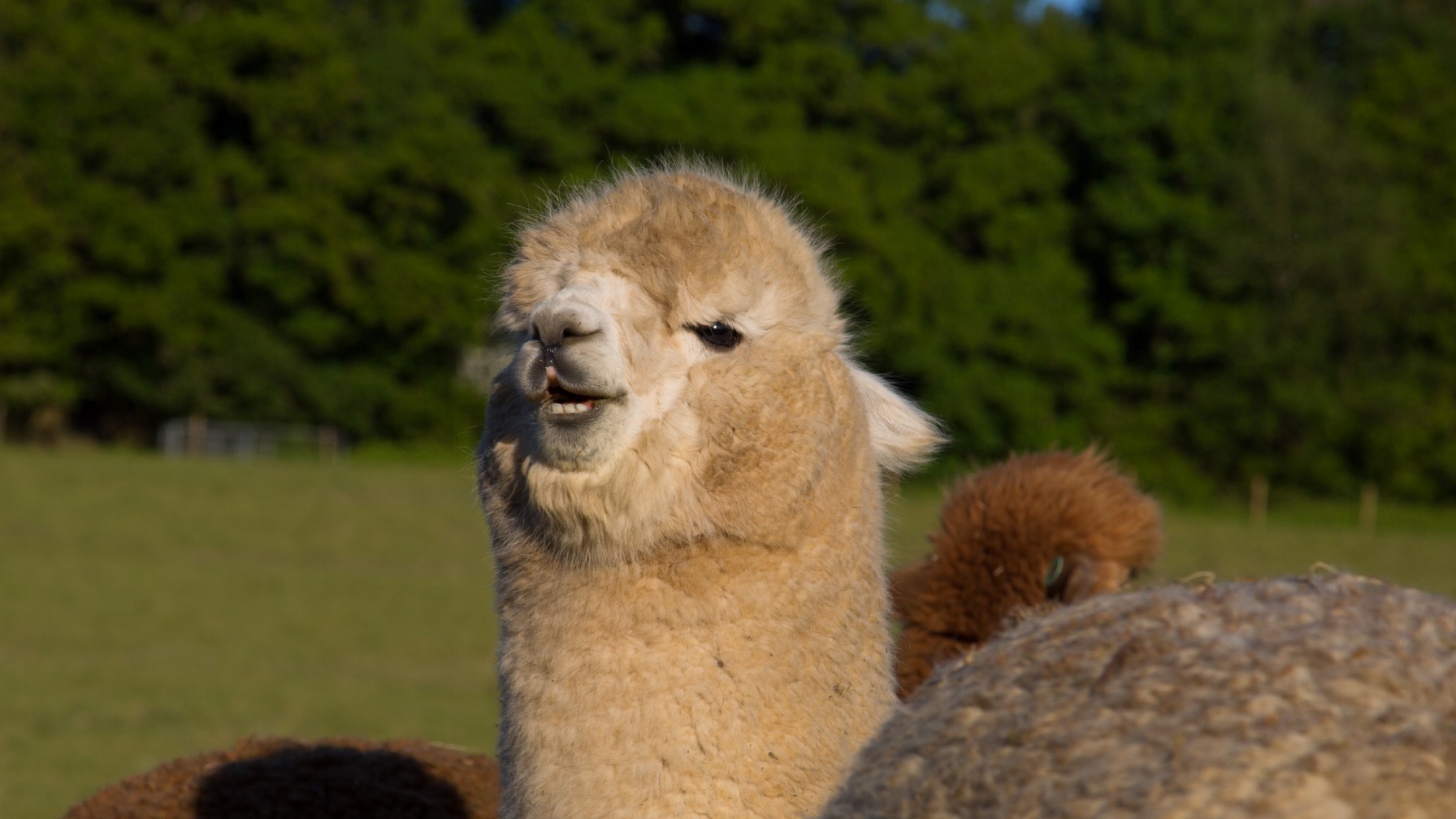 Cheeky alpaca