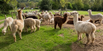 Alpaca