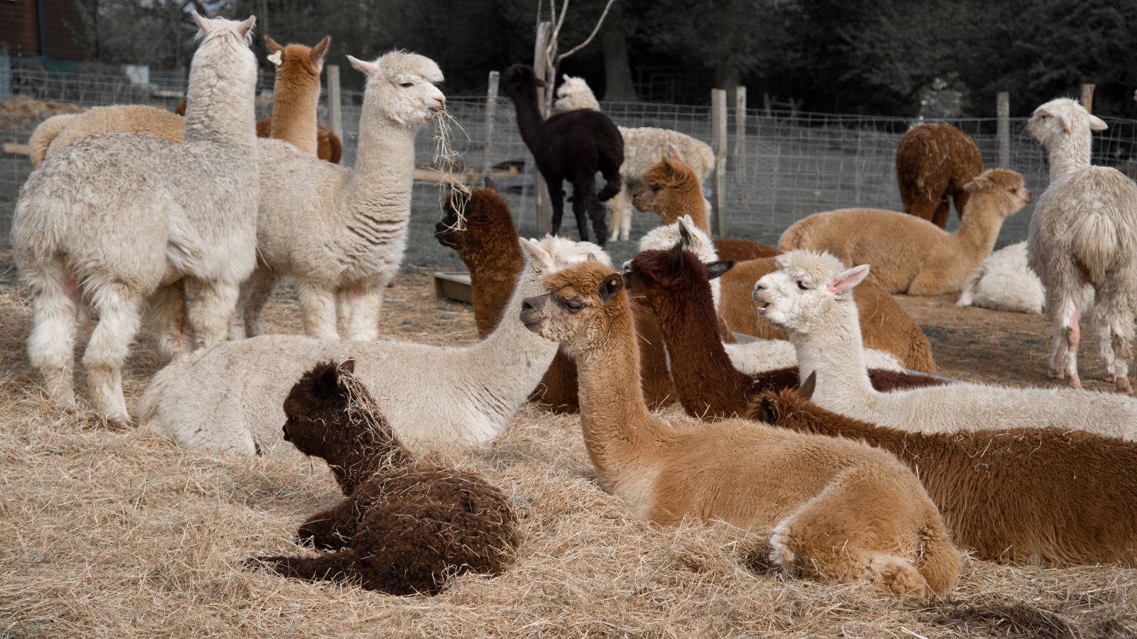 Alpaca