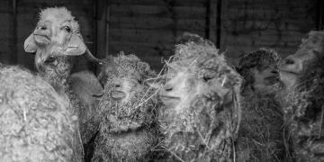 Angora goats