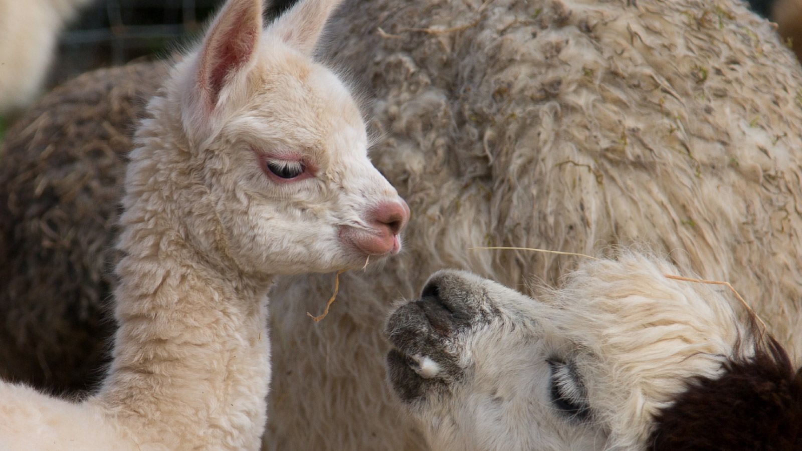 A just born Alpaca