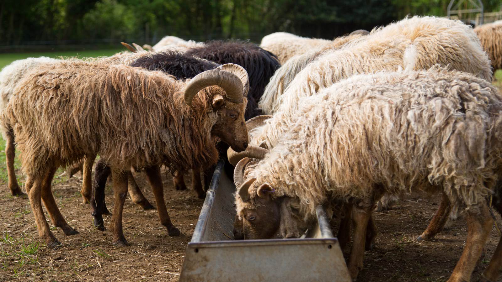 North Ronaldsay sheep