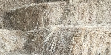 Hay and haylage