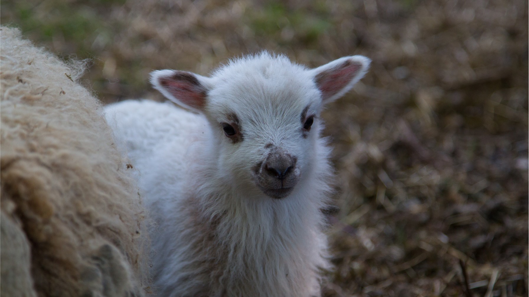 Youngsters on the farm