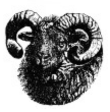 north ronaldsay sheep